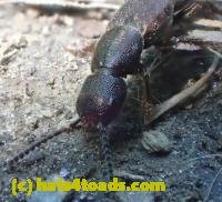 /home//u458753944/public_html/sourcegallery//////////////////////////////////////////////////Insects and small critters/beetles (Coleoptera)/P5270586.JPG
